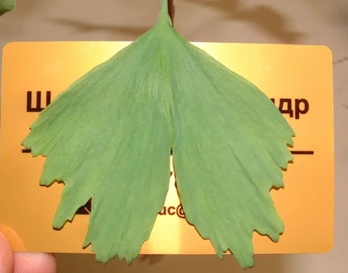 Leaf morphology and raw-material trials