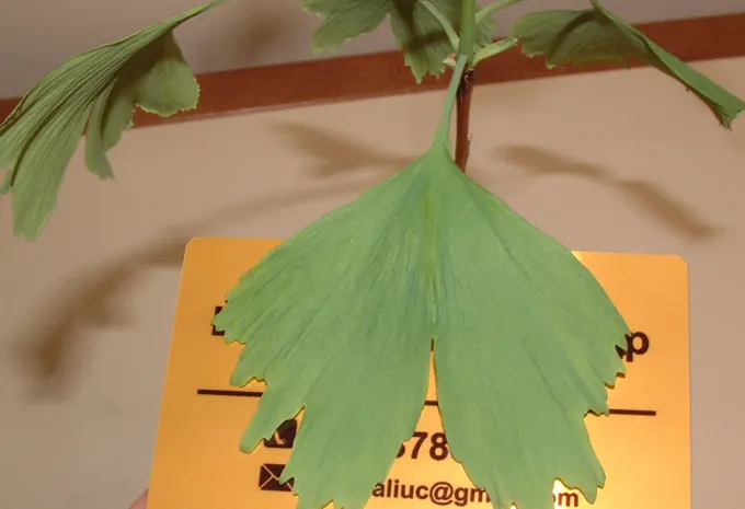 Leaf morphology and raw-material trials