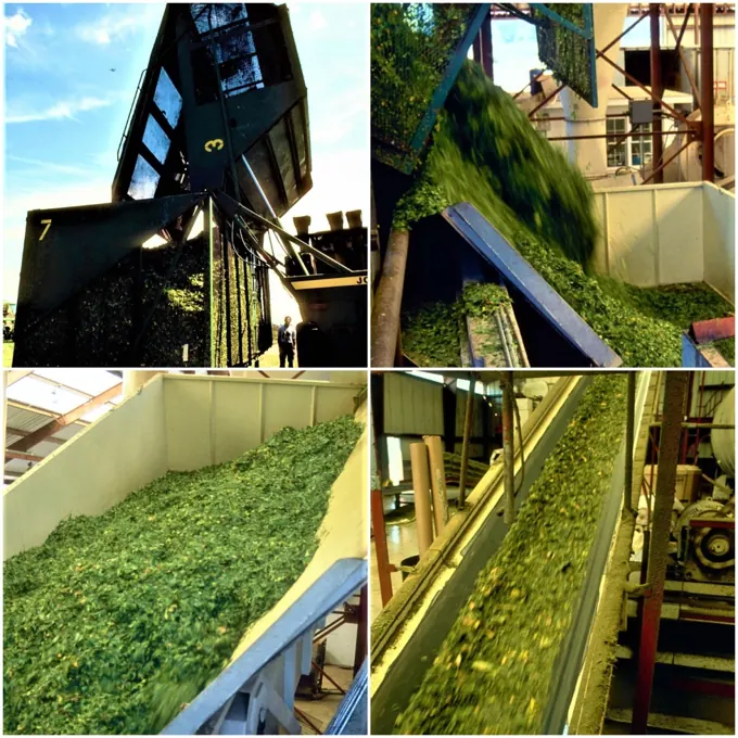 Industrial plantation model · archive reference