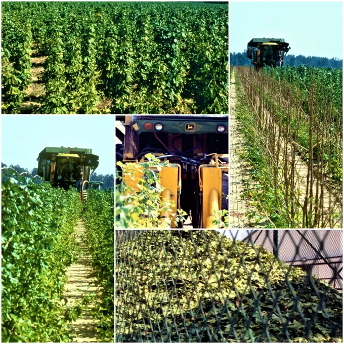 Industrial plantation model · archive reference