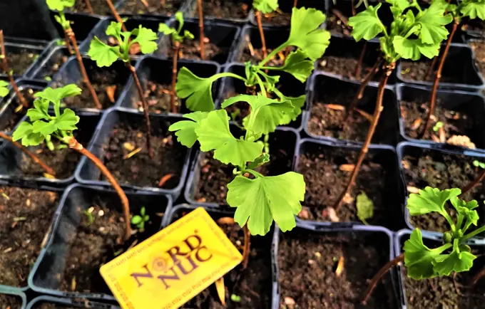Nursery cultivation and plant development